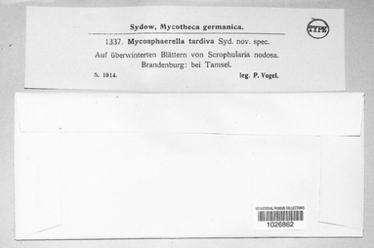 Mycosphaerella tardiva image